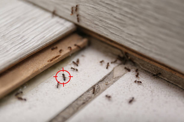 Best Local Pest Control Services  in Garrett, WA