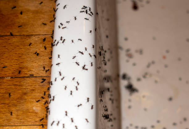 Best Affordable Pest Control Services  in Garrett, WA